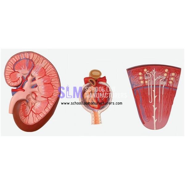 School Lab Kidney Section Model
