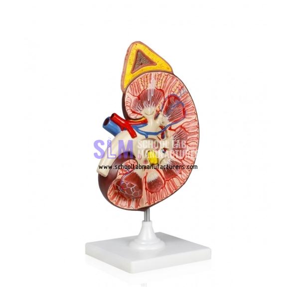 School Lab Kidney with Adrenal Gland Model