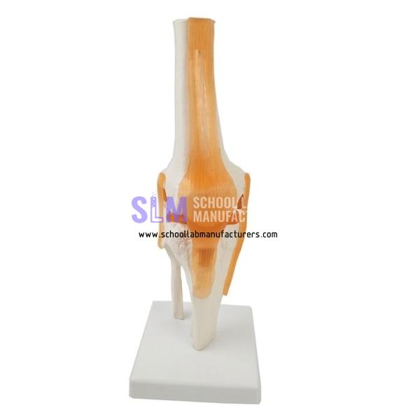 School Lab Knee Joint Model