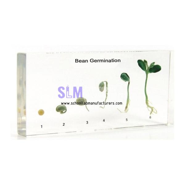 School Lab Life Cycle Of Bean Germination Specimen