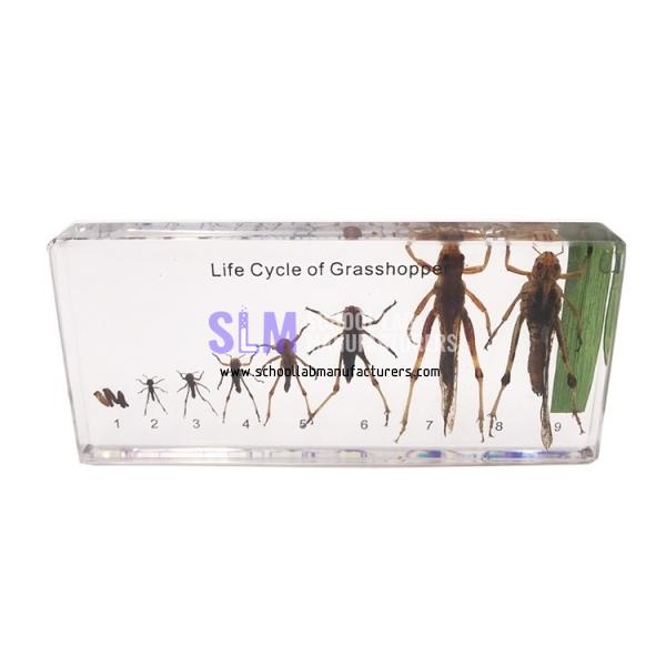 School Lab Life Cycle Of Grasshopper Specimen