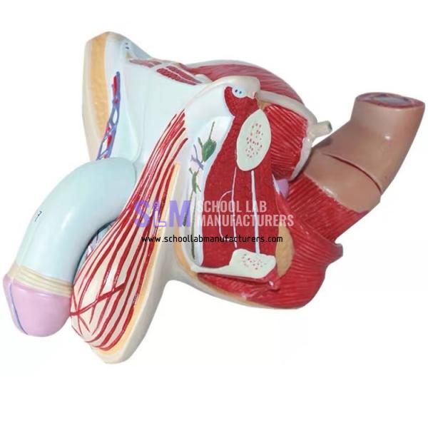 School Lab Male Genital Organ Model