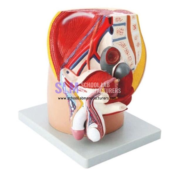School Lab Male Pelvis Model