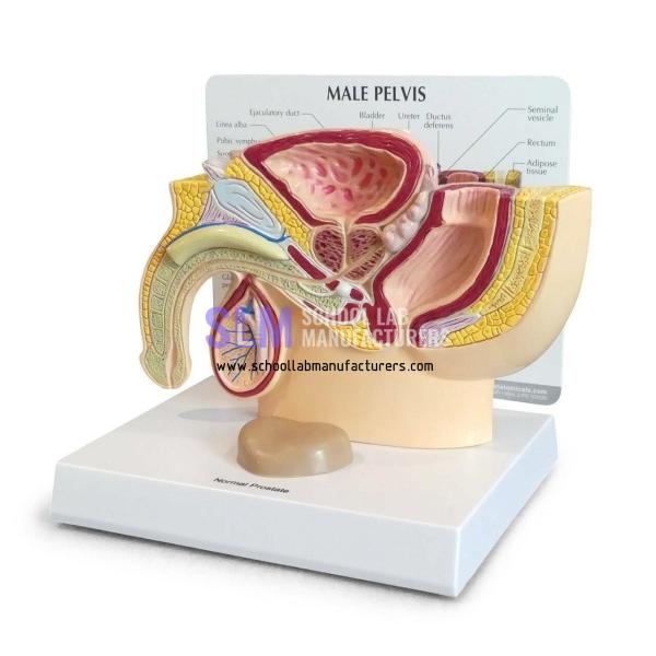 School Lab Male Pelvis Section Model