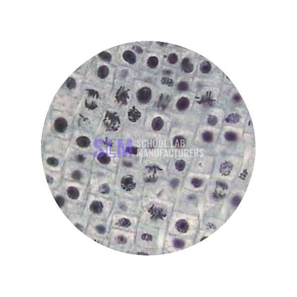 School Lab Meiosis Microslide
