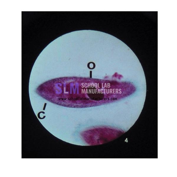 School Lab Microslide Five Kingdoms of Life