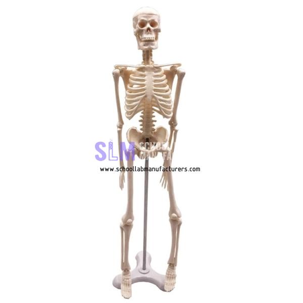 School Lab Mini Human Skeleton Model 45cm