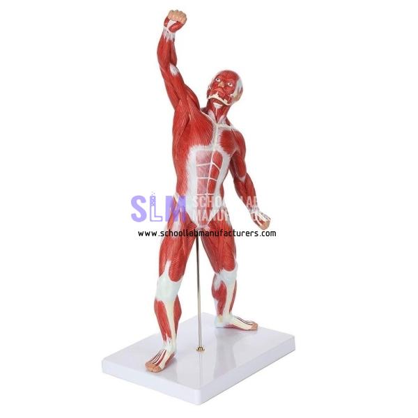 School Lab Mini Muscular System Model