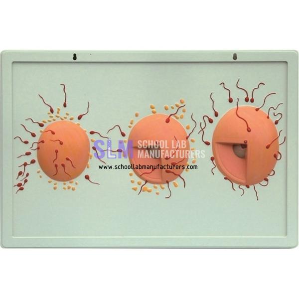 School Lab Model of Fertilization Process