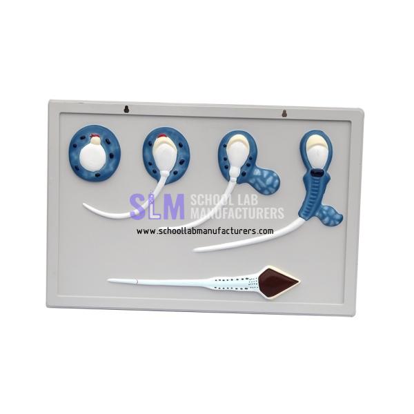 School Lab Model of Fetal Development