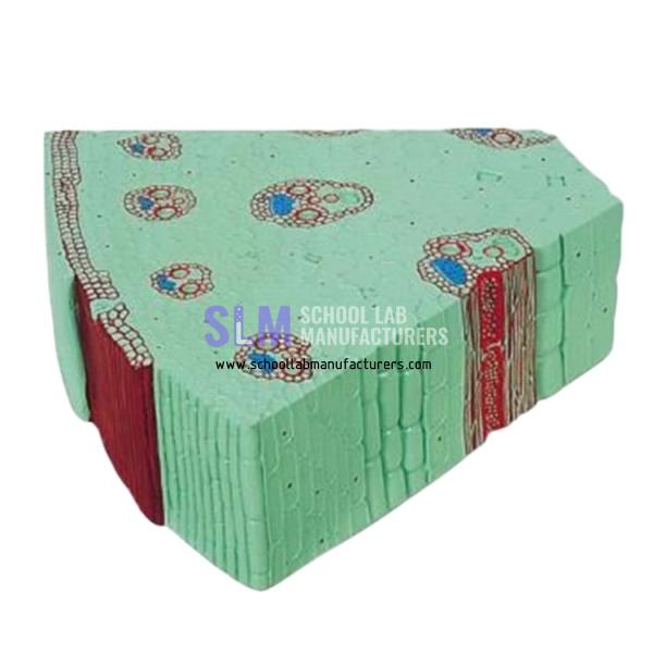 School Lab Monocot Stem Model