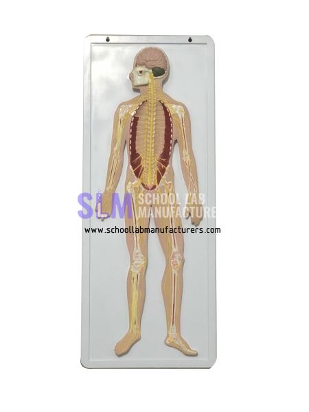 School Lab Nervous System