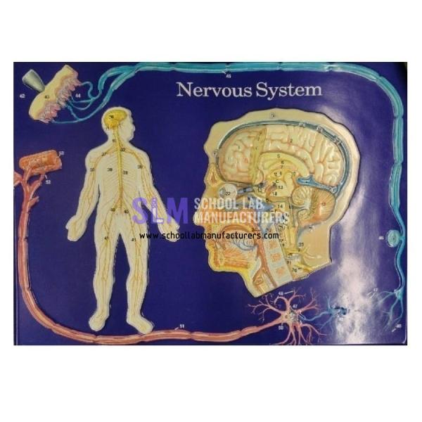 School Lab Nervous System Model