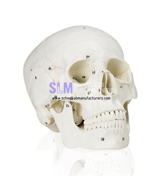 School Lab Numbered Human Skull Model