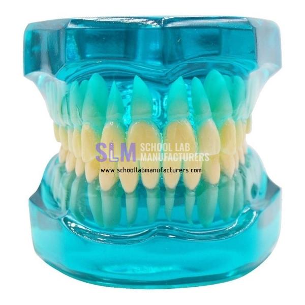 School Lab Orthodontic Dental Model