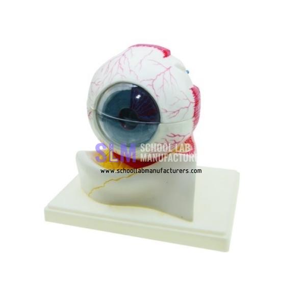 School Lab PVC Human Eye Model