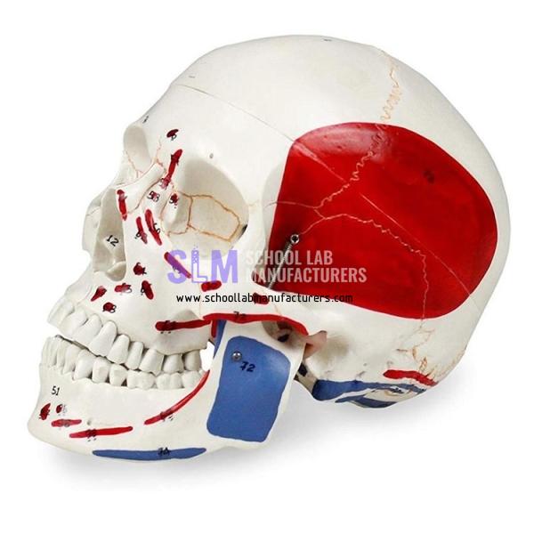 School Lab PVC Skull Model With Markings