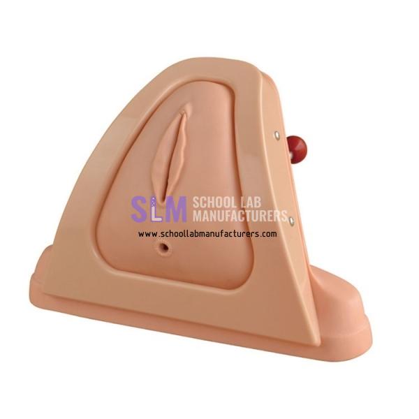 School Lab Perineum Cutting and Suturing Training Simulator