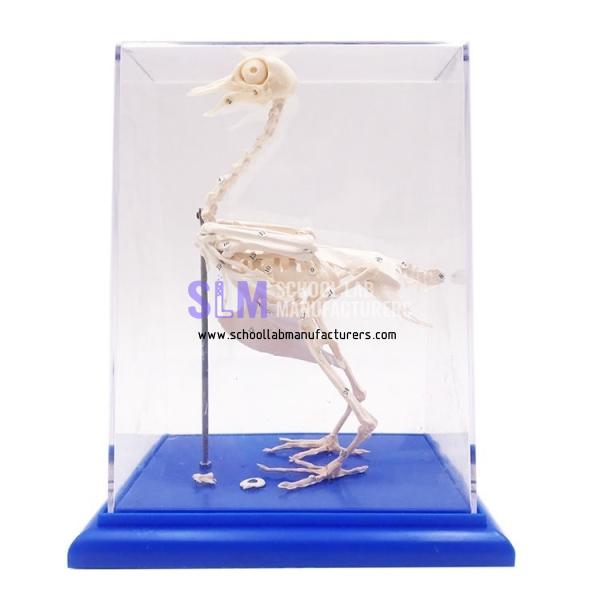 School Lab Pigeon Skeleton Model
