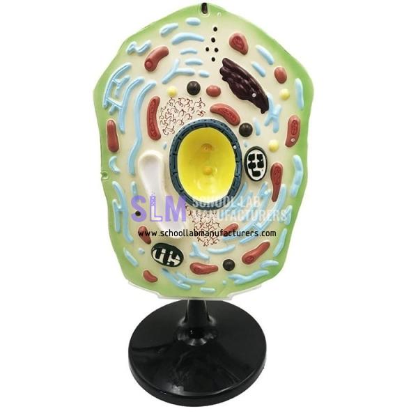 School Lab Plant Cell Model