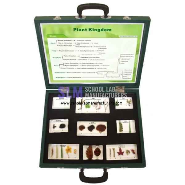 School Lab Plant Kingdom Specimen