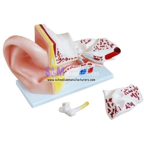 School Lab Plastic Ear Model