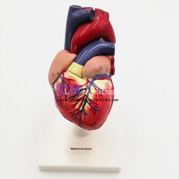 School Lab Plastic Human Heart Model