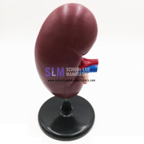 School Lab Plastic Kidney Model