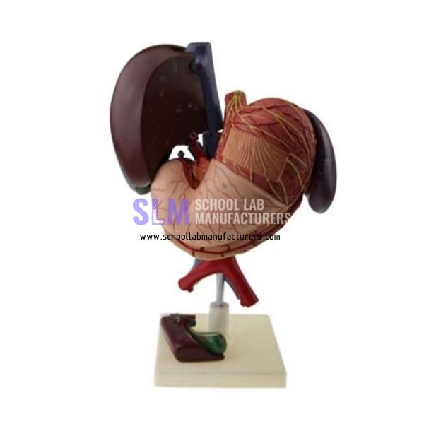 School Lab Plastic Liver and Gallbladder Pancreas Stomach Duodenum Model