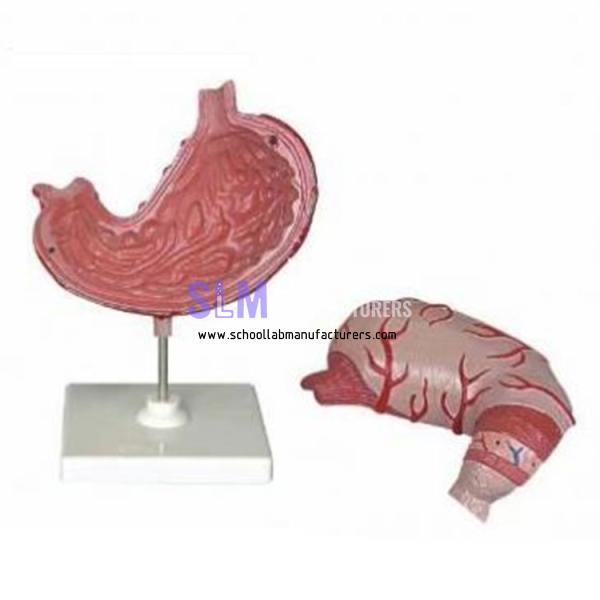 School Lab Plastic Stomach Anatomical Model