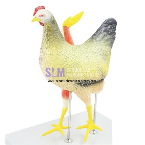 School Lab PVC Hen Model