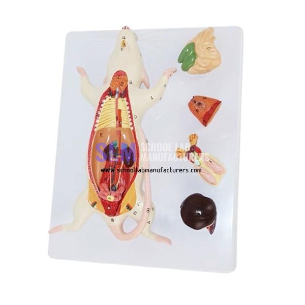 School Lab Pvc Mouse Model