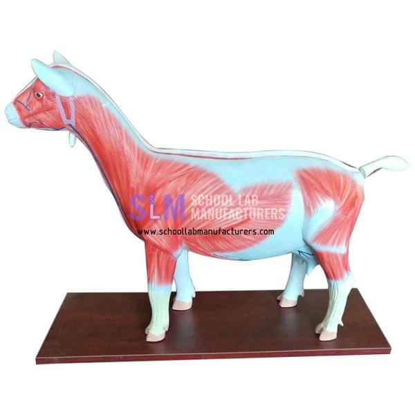 School Lab Pvc Sheep Model