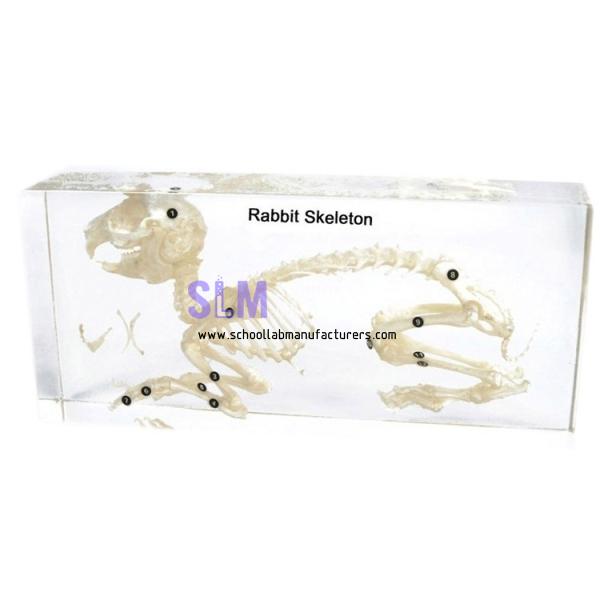 School Lab Rabbit Skeleton Embedded Specimen