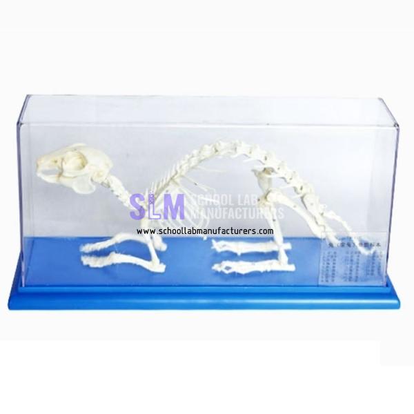 School Lab Rabbit Skeleton Model