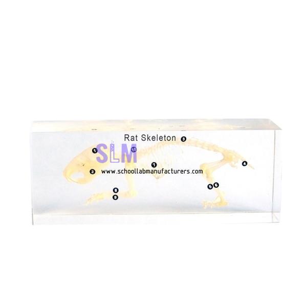 School Lab Rat Skeleton Embedded Specimen