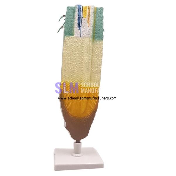 School Lab Root Tip Model