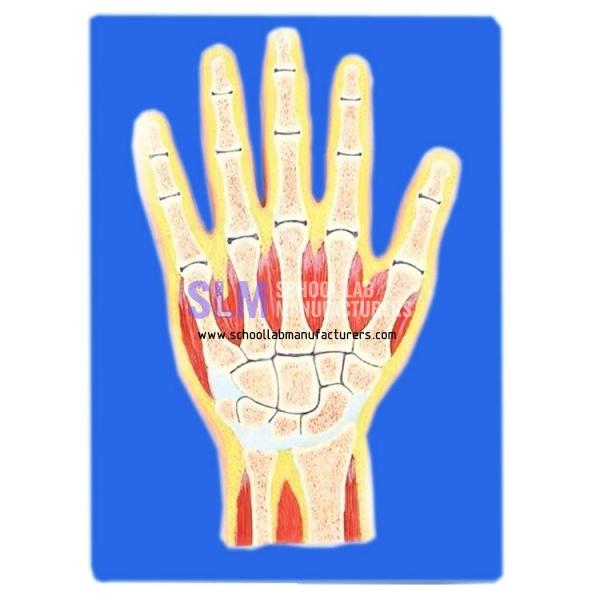 School Lab Section Through Hand Bone Model