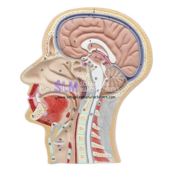 School Lab Section of Human Head Model