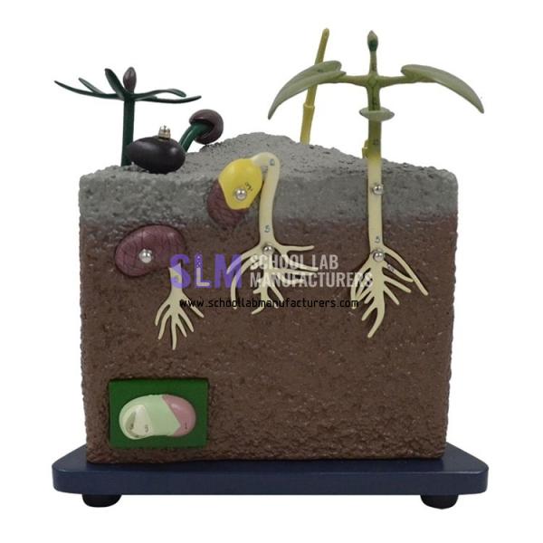 School Lab Seed Germination Model