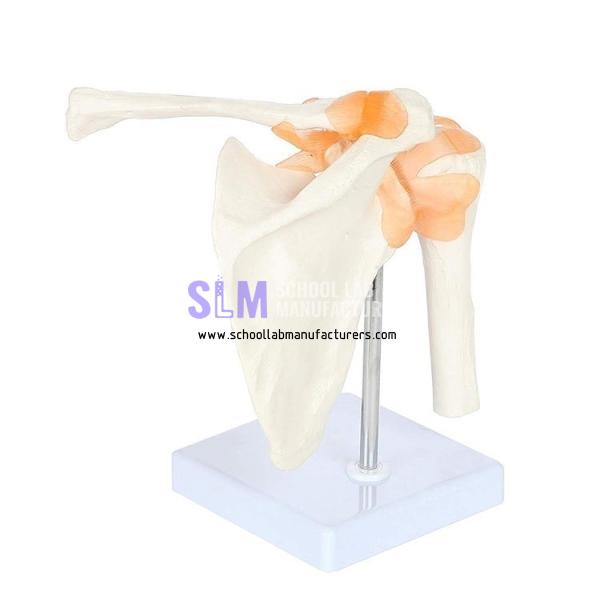 School Lab Shoulder Joint Model
