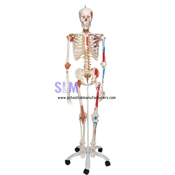 School Lab Skeleton With Muscles and Joint Ligaments Model