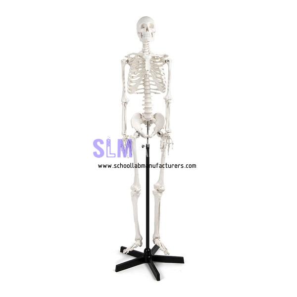 School Lab Skeleton with Frame Life Size Model