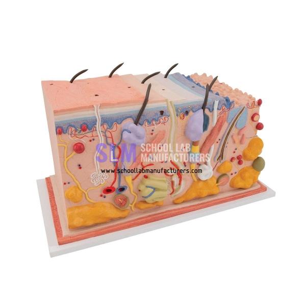School Laboratory Skin Model