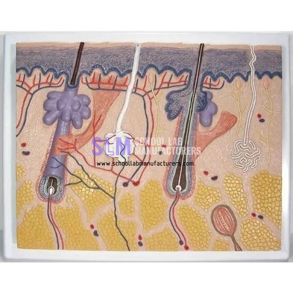 School Lab Skin Section Model