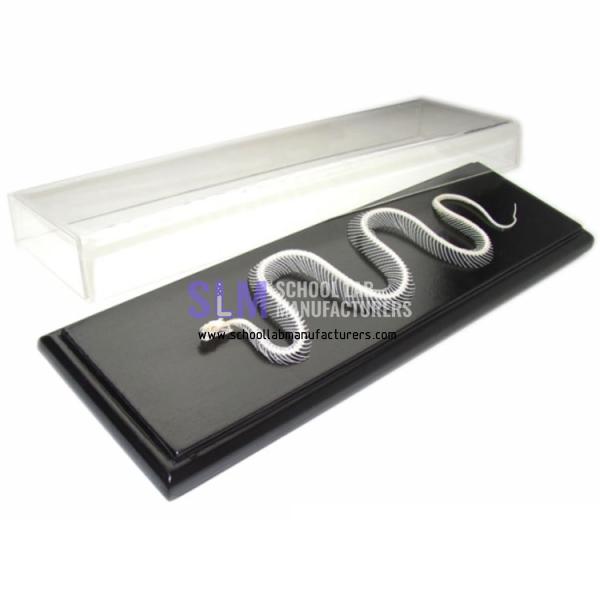 School Lab Snake Sekelcton Specimen