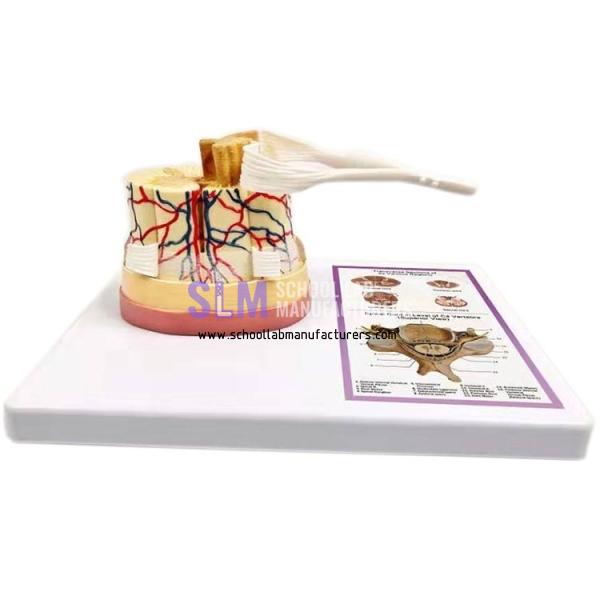 School Lab Spinal Cord Model