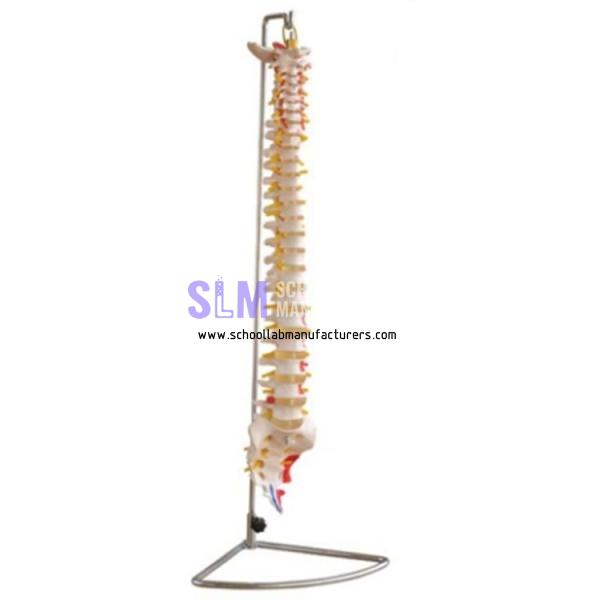 School Lab Spine Model