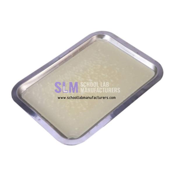 School Lab Stainless Dissection Tray