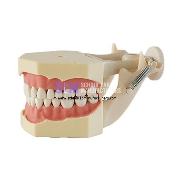 School Lab Standard Teeth Model